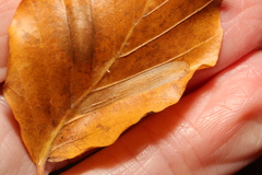 Phyllonorycter maestingella