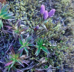 Gentianella foliosa