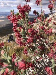 Erica glauca glauca