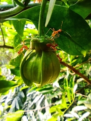 Annonaceae