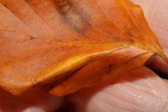 Phyllonorycter maestingella