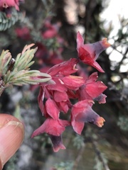 Erica glauca glauca