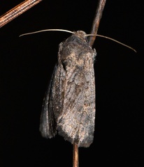 Aporophyla lutulenta