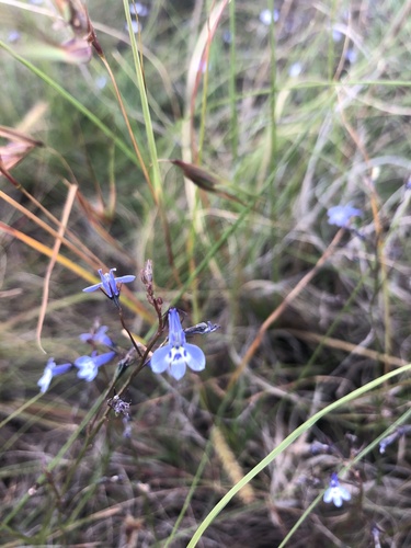 Floppy Lobelia