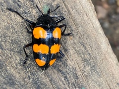 Scaphidomorphus bosci