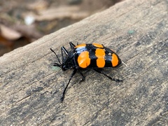 Scaphidomorphus bosci