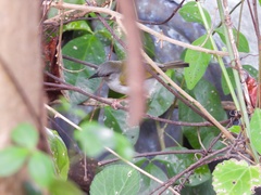 Camaroptera brachyura