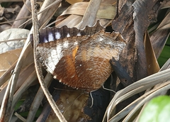 Elymnias hypermnestra