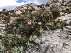 Protea magnifica