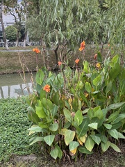 Canna × generalis