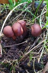 Gymnopus fusipes