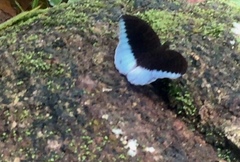 Tanaecia iapis puseda