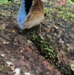 Tanaecia iapis puseda