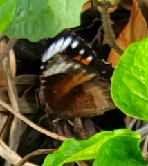 Elymnias hypermnestra