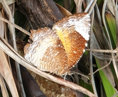 Elymnias hypermnestra