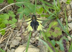 Libelloides coccajus