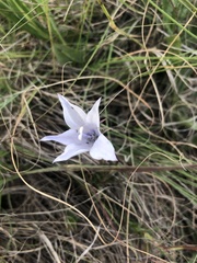 Wahlenbergia undulata
