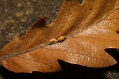 Pseudoneuroterus saliens