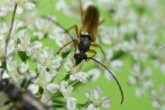 Alosterna tabacicolor