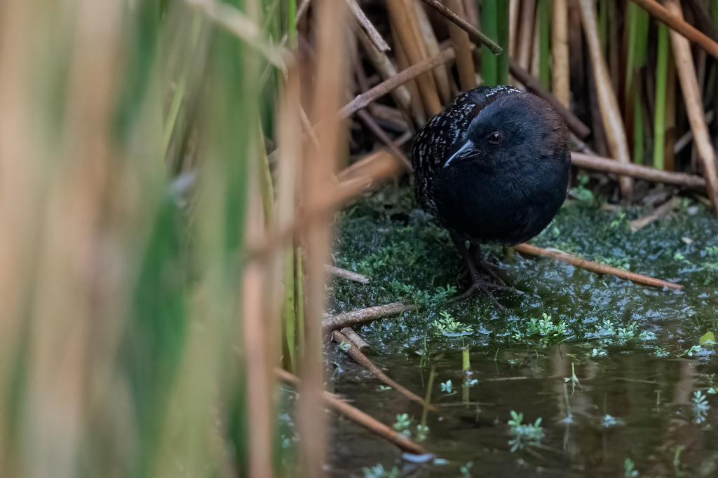 Black Rail
