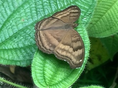 Junonia iphita