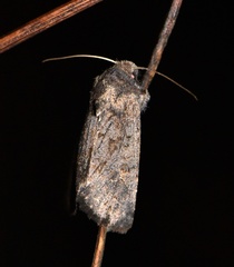 Aporophyla lutulenta