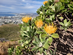 Leucospermum conocarpodendron conocarpodendron