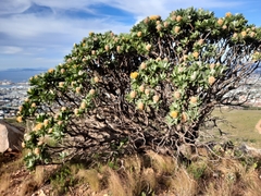 Leucospermum conocarpodendron conocarpodendron