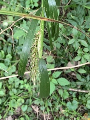 Elymus virginicus virginicus
