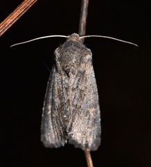Aporophyla lutulenta