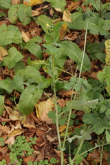 Golovinomyces sonchicola