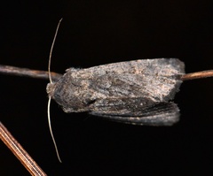 Aporophyla lutulenta