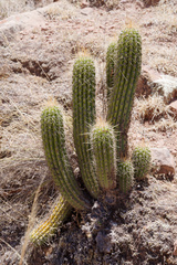 Trichocereus
