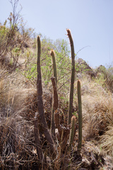 Cleistocactus buchtienii