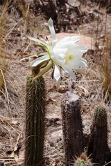 Trichocereus