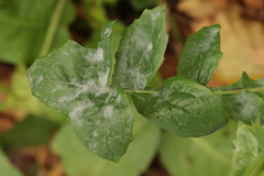 Golovinomyces sonchicola