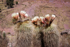 Trichocereus bertramianus