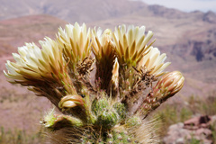 Trichocereus bertramianus