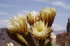 Trichocereus bertramianus