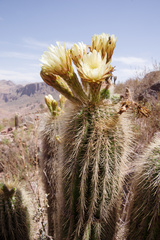 Trichocereus bertramianus