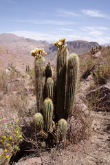 Trichocereus bertramianus