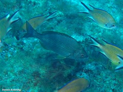 Spondyliosoma cantharus