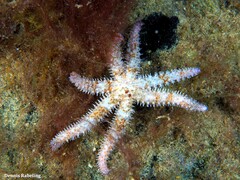Coscinasterias tenuispina