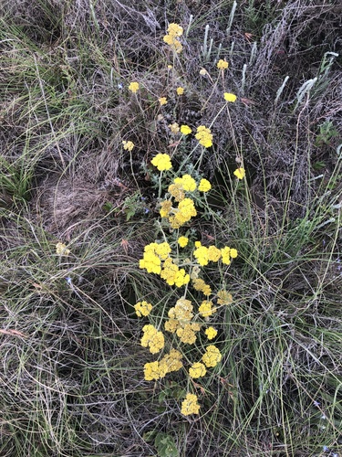 Dwarf Everlasting