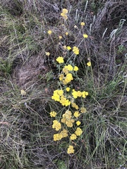 Helichrysum arenarium