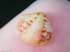 Gouldia minima