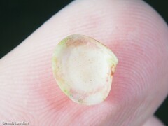 Gouldia minima