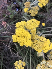 Helichrysum arenarium