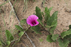 Ipomoea oblongata