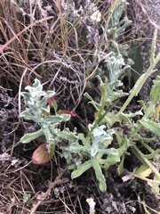 Helichrysum arenarium